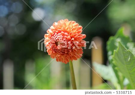 Pom ponderia 5338715