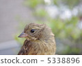 Sparrow 2 5338896