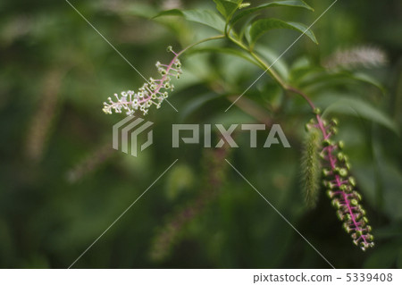 山區鄉房 5339408