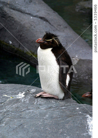 Iwatobi penguins Iwatobi penguins 5339466