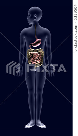 Human Anatomical Map Stomach Small Intestine Stock Illustration 5339504 Pixta