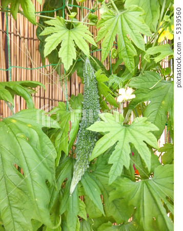 Bitter gourd 5339560