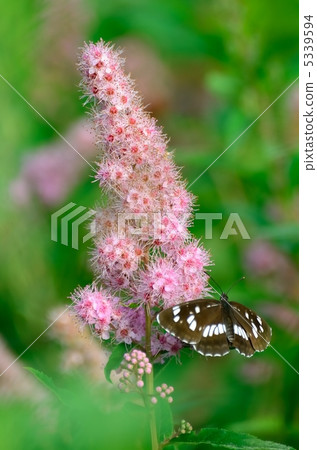 Hozakimotsuke and Ladybird trout 5339594