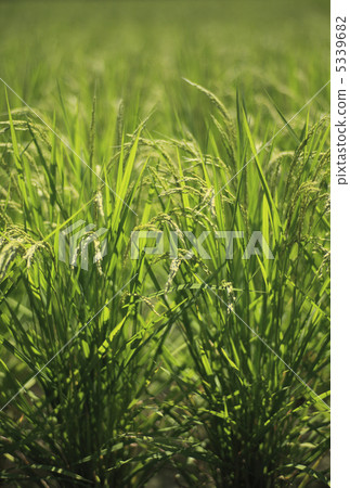 Heading Heading 5339682