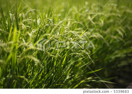 Heading Heading 5339683