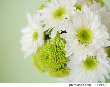 Green mum and white mum (up) 5339963