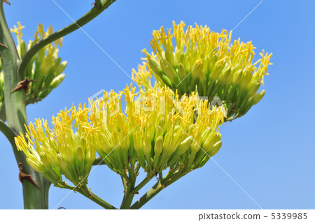 Aono agave 5339985