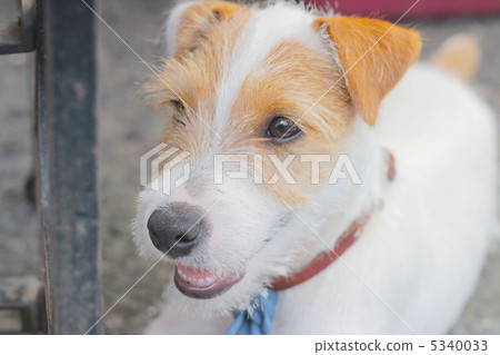 toy dog, small-breed dog, terrier 5340033