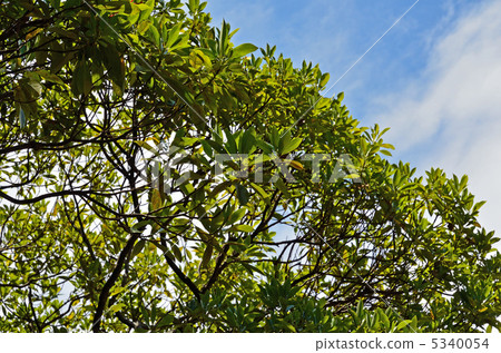 樹·Tubonomycis家庭 5340054