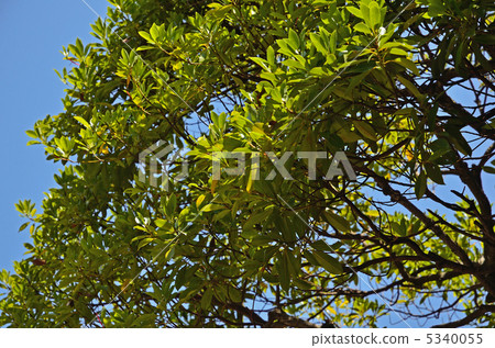 樹·Tubonomycis家庭 5340055