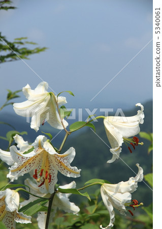 Yamayuri盛開在山上 Yamayuri盛開在山上 5340061