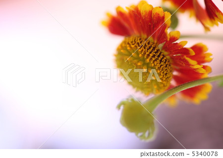 Flower (Heliumium) 5340078