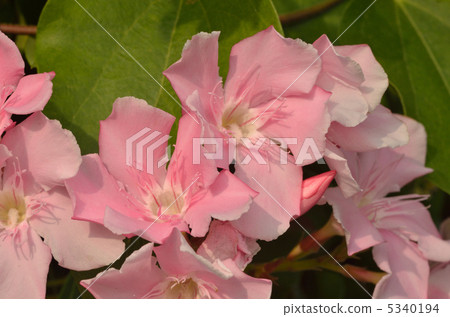 Bamboo shoots 5340194