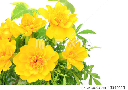 Marigold  5340315