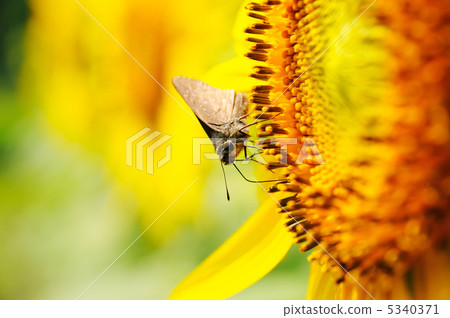 芝麻草和向日葵 5340371