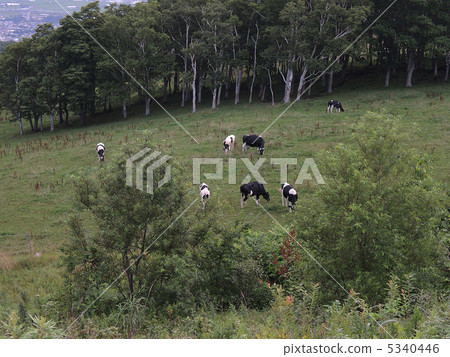 Grazing and cattle Grazing and cattle 5340446