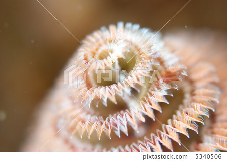 大旋鰓蟲 大旋鰓蟲 5340506