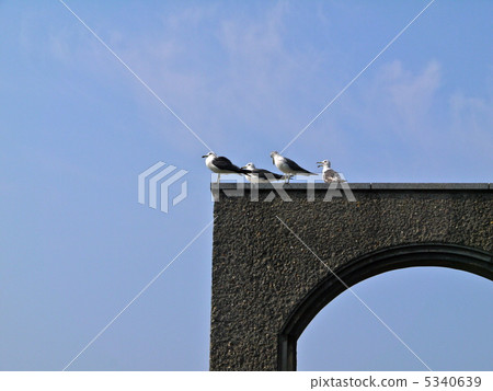 Shichira的海鷗 5340639