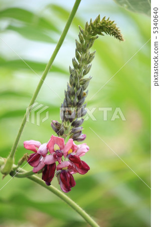 Kuzu no Hana 5340640