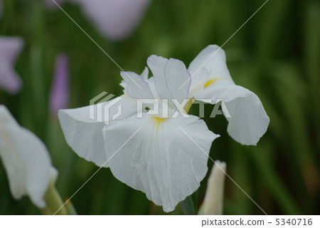 Arisagawa Musashi River 5340716