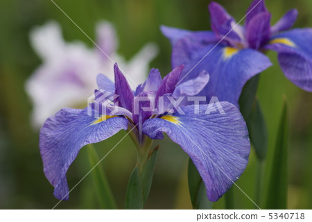 Iris Girl's Itako's Dream 5340718