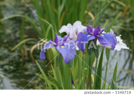 Iris Girl's Itako's Dream 5340719