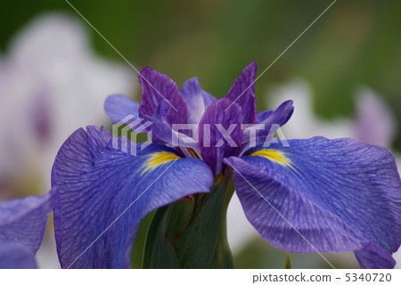 Iris Girl's Itako's Dream 5340720