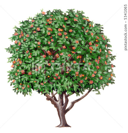 精確的樟芝植物 5341065