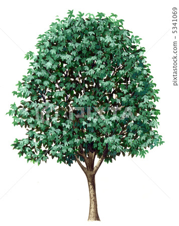 Handwritten illustration of cucklino hiding coin Handwritten illustration of cucklino hiding coin 5341069