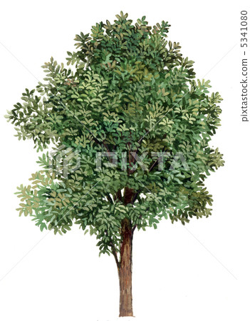A carefully hand-drawn illustration of a bayberry tree. A carefully hand-drawn illustration of a bayberry tree. 5341080