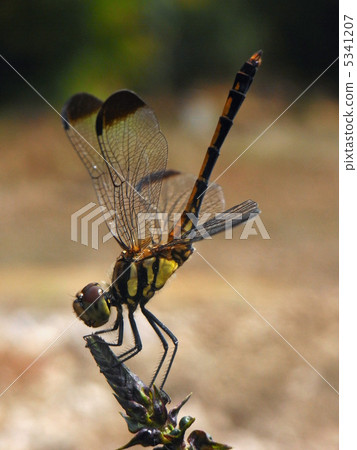 Summer dragonfly Summer dragonfly 5341207