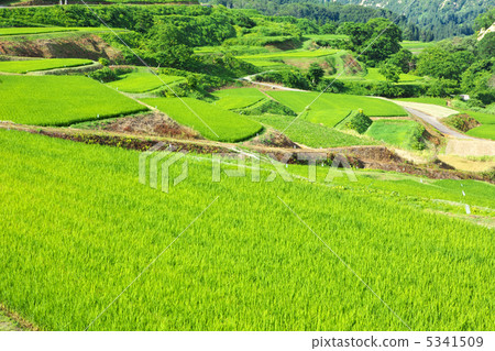Yamagata Okura Village Four Village Rice Terrace 5341509
