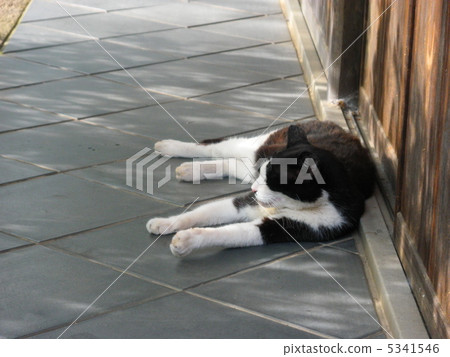 A cat before sleeping A cat before sleeping 5341546