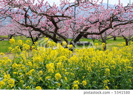 Peach and rape Peach and rape 5341580