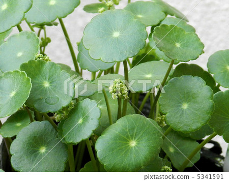 水硬幣/水生植物 5341591