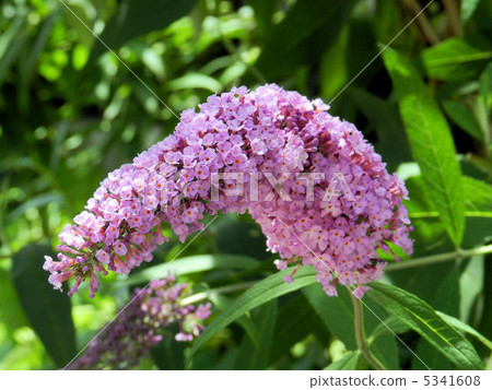 Fusa Fuji Togi / Mitaka 5341608