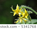番茄花和番茄 5341768