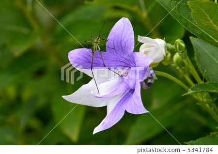Grasshoppers on the flowers of chinese Grasshoppers on the flowers of chinese 5341784