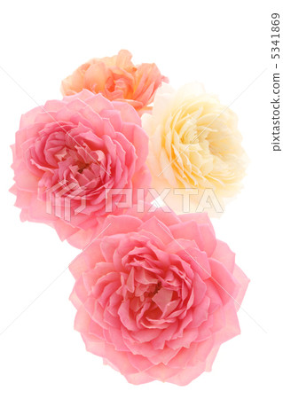 玫瑰插花公主亞歷山德拉的肯特 5341869