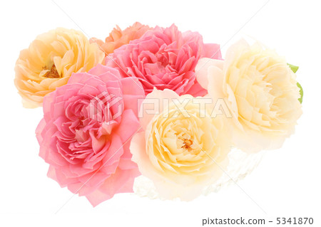 玫瑰插花公主亞歷山德拉的肯特 5341870