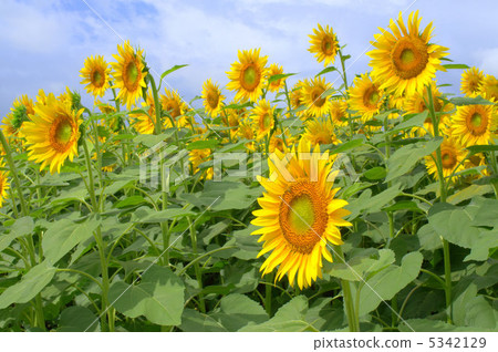 Sunflower field Sunflower field 5342129