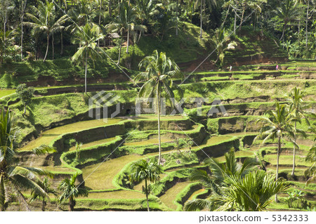 Tegallaran Rice Terrace Bali Tegallaran Rice Terrace Bali 5342333