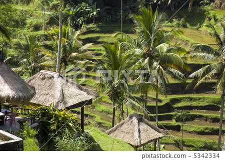 Tegallaran Rice Terrace Bali 5342334