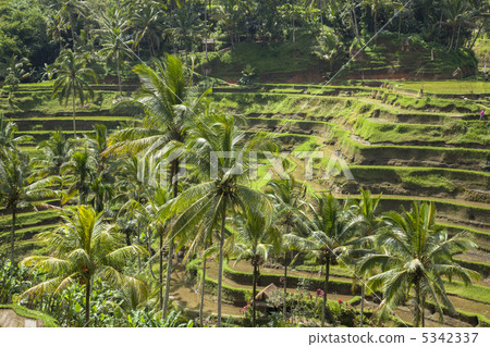 Tegallaran Rice Terrace Bali Tegallaran Rice Terrace Bali 5342337