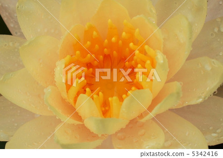 3睡蓮花黃色 5342416