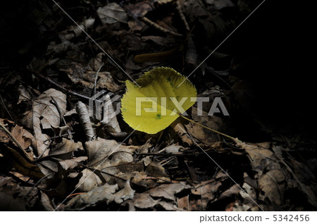 Fallen leaves Fallen leaves 5342456