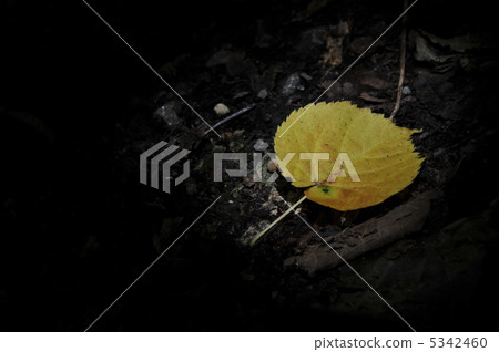 Fallen leaves Fallen leaves 5342460