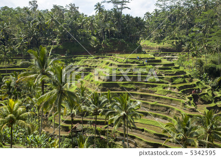 Tegalaran Terrace Bali 5342595