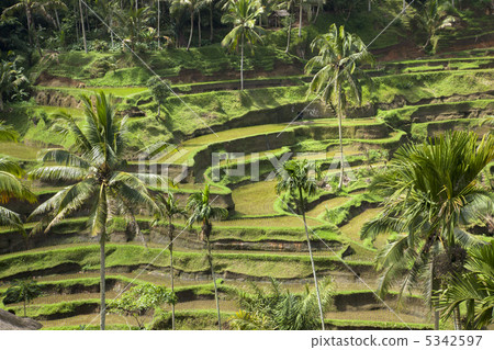 Tegalaran Terrace Bali 5342597