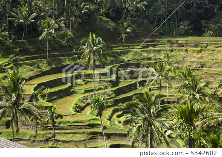 Tegalaran Terrace Bali Tegalaran Terrace Bali 5342602